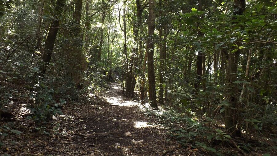 Santa Cruz de Tenerife: 2-Hour Hiking Tour in Anaga Forest - Who will enjoy this Anaga hike most