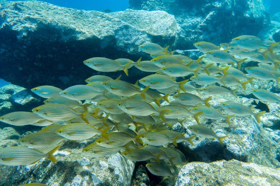 Santa Cruz de Tenerife: PADI Introductory Dive - The 30-minute safety briefing in Radazul