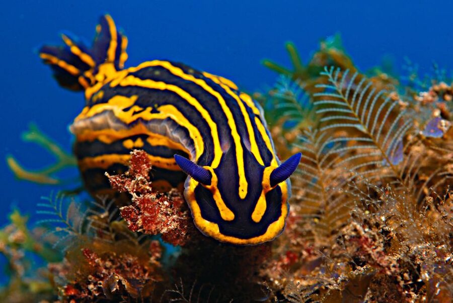 Santa Cruz de Tenerife: PADI Introductory Dive - One hour at Radazul Beach