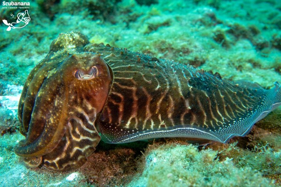 Santa Cruz de Tenerife: PADI Introductory Dive - How the $152 price measures up