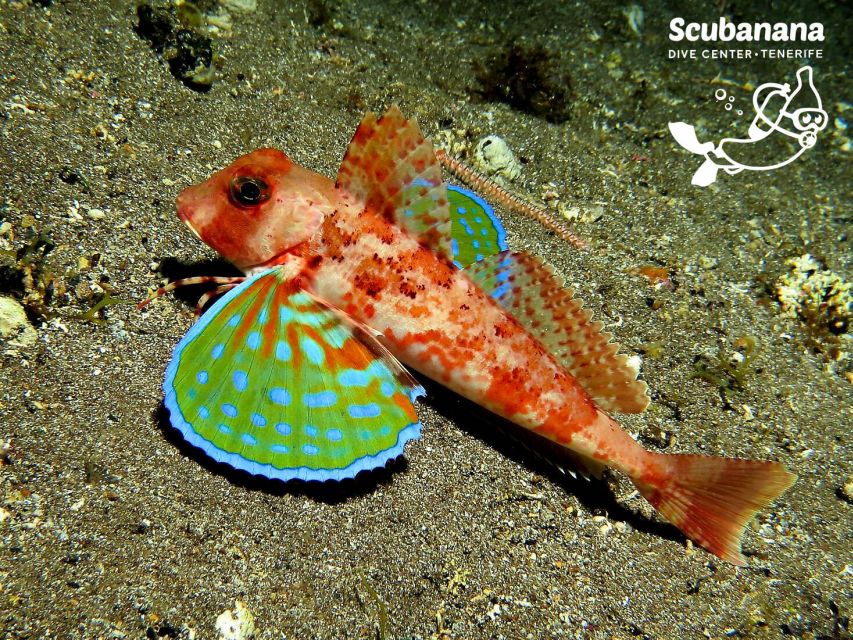 Santa Cruz de Tenerife: PADI Introductory Dive - Who should book this Radazul experience?