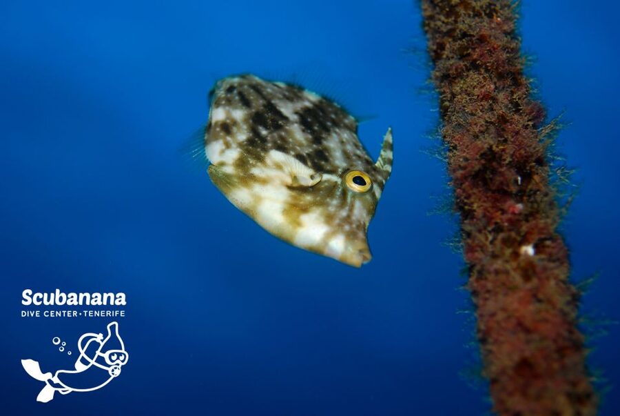 Santa Cruz de Tenerife: PADI Introductory Dive - What the strongest praise tells you