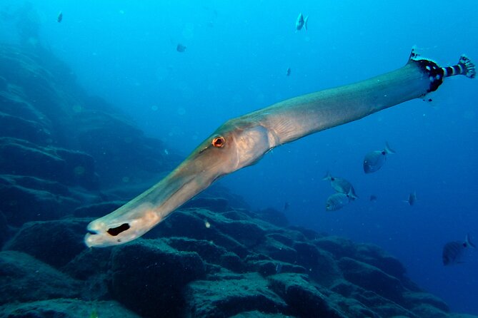 Scuba Adventure – 2 Guided Dives from Our Boat in Tenerife - Why the six-person limit matters underwater