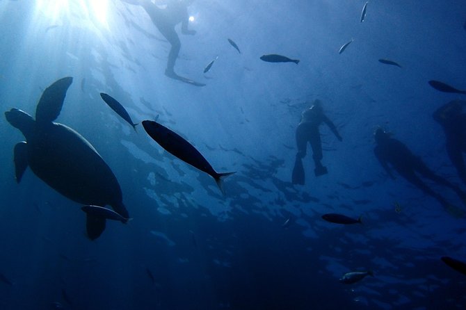Scuba Adventure – 2 Guided Dives from Our Boat in Tenerife - The boat ride along Tenerife’s southern coast