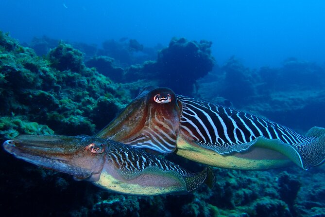 Scuba Adventure – 2 Guided Dives from Our Boat in Tenerife - What you may see on the volcanic reefs