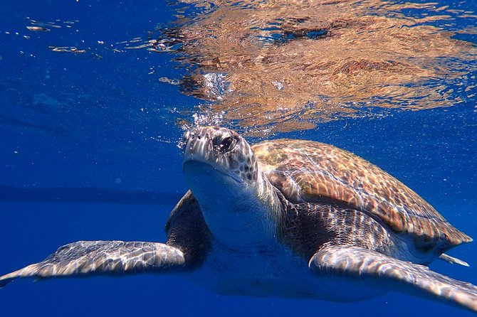 Scuba Adventure – 2 Guided Dives from Our Boat in Tenerife - The harbour pause between sessions