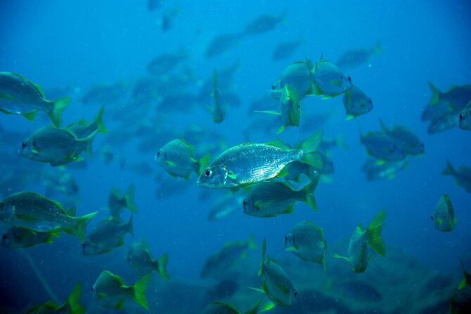 Scuba Adventure – 2 Guided Dives from Our Boat in Tenerife - How the $98.64 price measures up