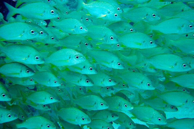 Scuba Adventure – 2 Guided Dives from Our Boat in Tenerife - Who will get the most from this outing