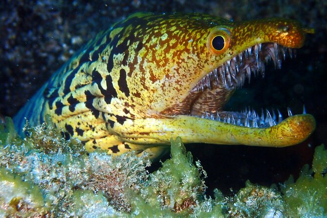 Scuba Adventure – 2 Guided Dives from Our Boat in Tenerife - What happens before the first descent