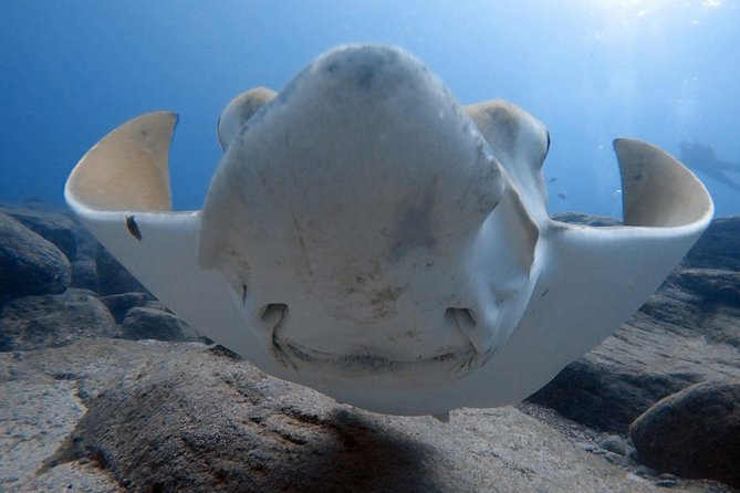Scuba Diving for Certified Divers in Costa Adeje - Key points for your Costa Adeje scuba trip