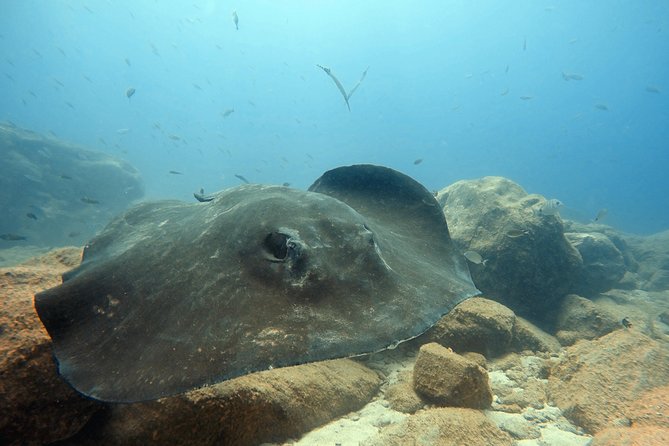 Scuba Diving for Certified Divers in Costa Adeje - Choosing a site around Tenerife’s south coast