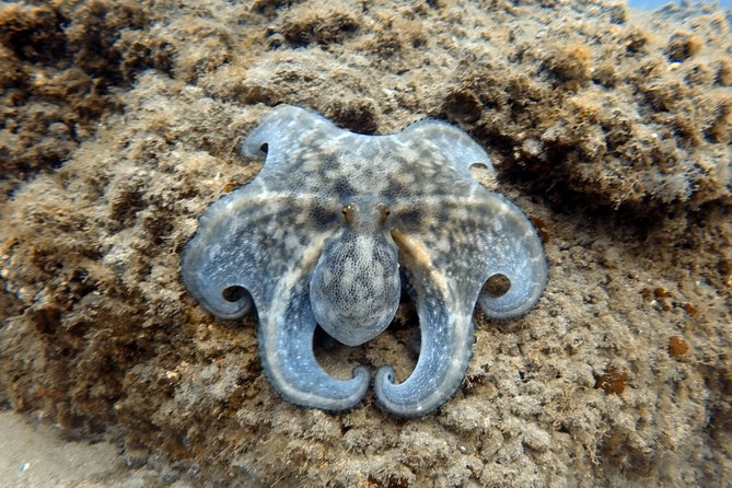 Scuba Diving for Certified Divers in Costa Adeje - Marine life and the character of the outing