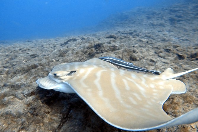 Scuba Diving for Certified Divers in Costa Adeje - Is $66.37 good value?