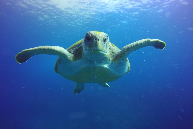 Scuba Diving for Certified Divers in Costa Adeje - Equipment included, with a few important qualifications