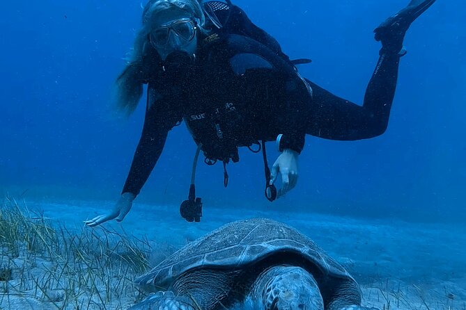 Scuba Experience in Tenerife with Guide - Why Tenerife’s volcanic coast makes a good first setting
