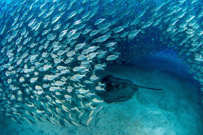 Scuba Experience in Tenerife with Guide - Equipment, insurance, and what the price covers