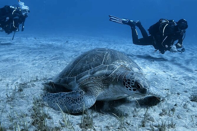 Scuba Experience in Tenerife with Guide - What marine life you might see