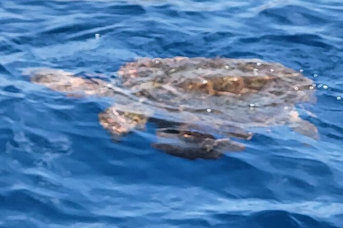SEA SAFARI Dolphins, Whales, 3h speedboat DISCOVERY-TOUR - Who Will Enjoy This Boat Trip Most