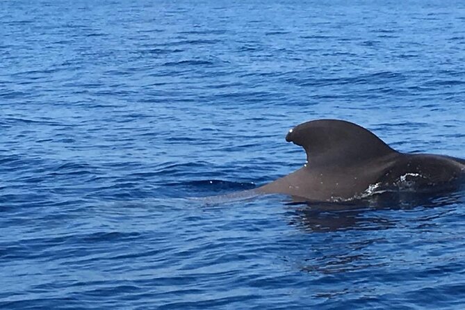 SEA SAFARI, Dolphins, Whales, snorkeling, snack and drink, 2 h speedboat - Who Will Enjoy This Most?