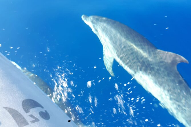 SEA SAFARI, Dolphins, Whales, snorkeling, snack and drink, 2 h speedboat - The Small Group Makes a Difference
