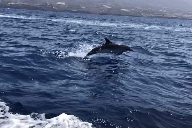 SEA SAFARI Dolphins,Whales, snorkeling, snack, drink, 3h private - A faster return adds a burst of fun