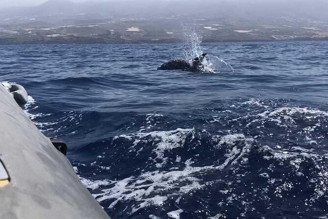 SEA SAFARI Dolphins,Whales, snorkeling, snack, drink, 3h private - What is included, and what should you bring