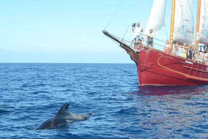 Sealife Dolphin & Whale Watching aboard Portuguese schooner - The schooner experience on the Atlantic