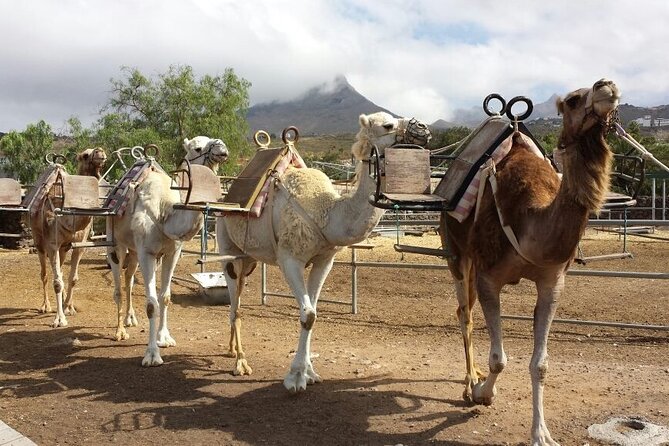 Skip the Line: Camel Park Tenerife Ticket - Key points to know before you go