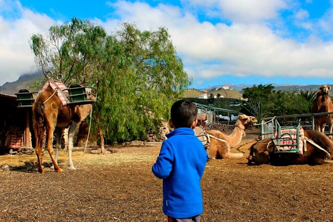 Skip the Line: Camel Park Tenerife Ticket - The small farm and photography exhibition