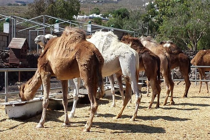 Skip the Line: Camel Park Tenerife Ticket - How the visit unfolds