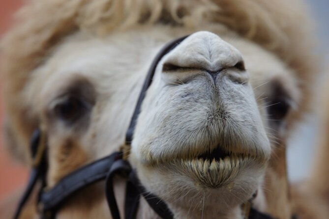 Skip the Line: Camel Park Tenerife Ticket - Strengths and limitations in plain terms