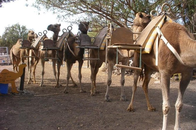 Skip the Line: Camel Park Tenerife Ticket - A family outing that keeps the pace easy