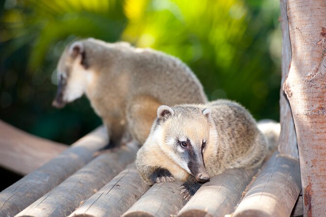 Skip the Line: Jungle Park Tenerife Entrance Ticket - Big cats, orangutans, penguins, and reptiles