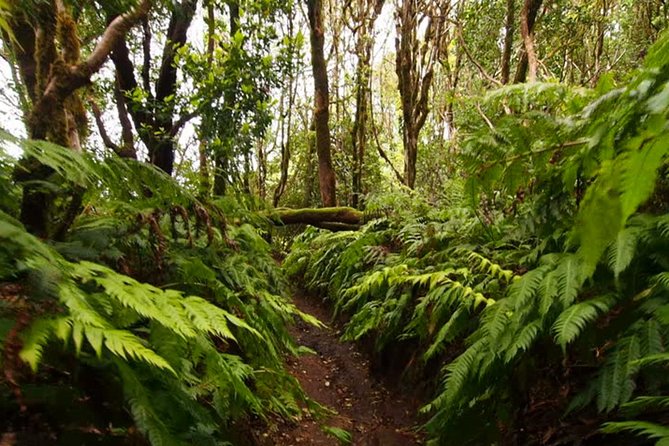 Small Group Guided Hiking in Anaga Rural Park in Tenerife - Key points at a glance