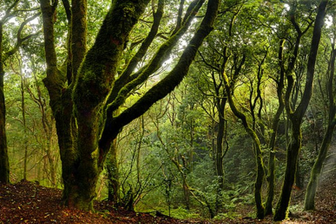 Small Group Guided Hiking in Anaga Rural Park in Tenerife - How personal is the small-group format?