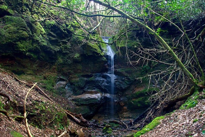 Small Group Guided Hiking in Anaga Rural Park in Tenerife - A gentle walk through Monte de La Orilla and Camino de Solís