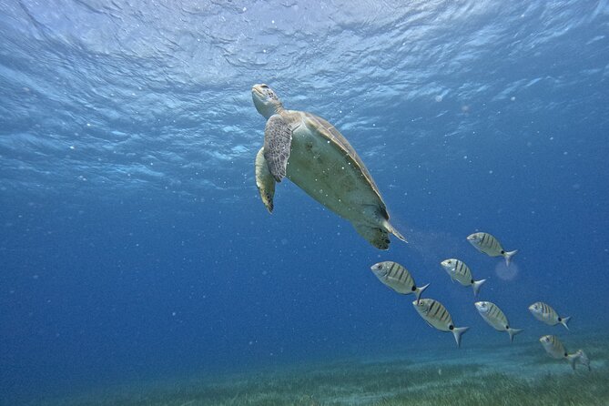 Small Group Snorkeling in Abades Bay with Licensed Guide - Key points to know before booking