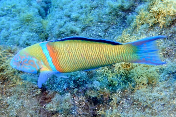 Small Group Snorkeling in Abades Bay with Licensed Guide - Is $69.79 a fair price?