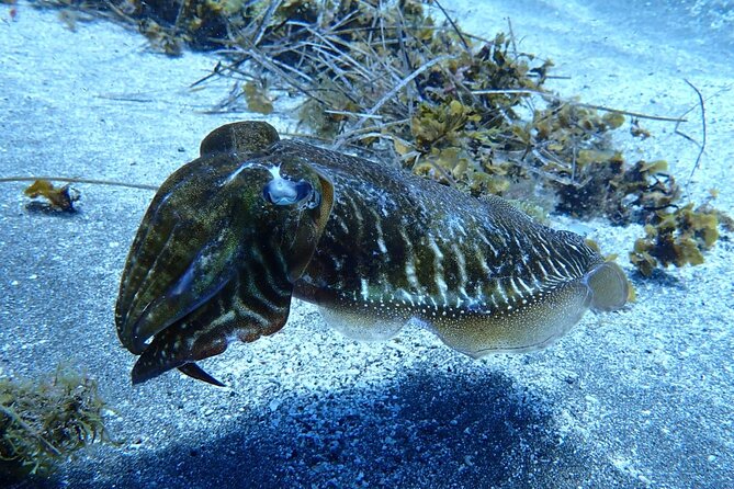 Small Group Snorkeling in Abades Bay with Licensed Guide - Practical ways to make the morning better