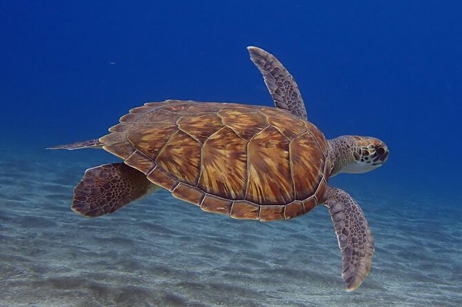 Small Group Snorkeling in Abades Bay with Licensed Guide - The second half lets you set your own pace