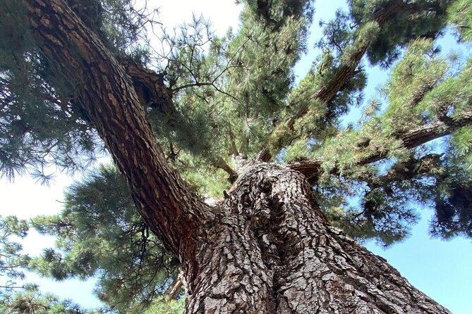 Small Group Teide National Park Volcanic and Forest Wonders - Roques de Garcia deserves the full hour