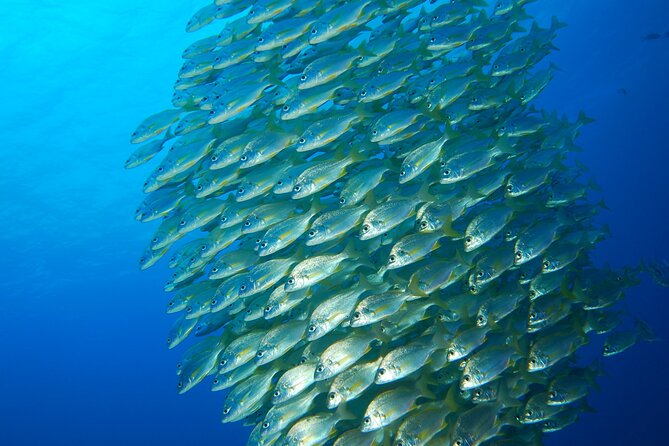 Snorkel Rental 24h, discover Tenerifes Ocean on your own! - Walking two minutes to the beach