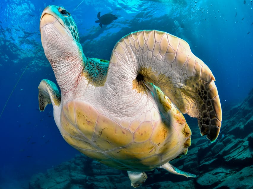 Snorkeling Boat Trip in Marine Turtles Natural Habitat - Practical advice before you go