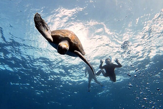 Snorkeling excursion in the Rayas and Turtles Zone - Key points to know before booking