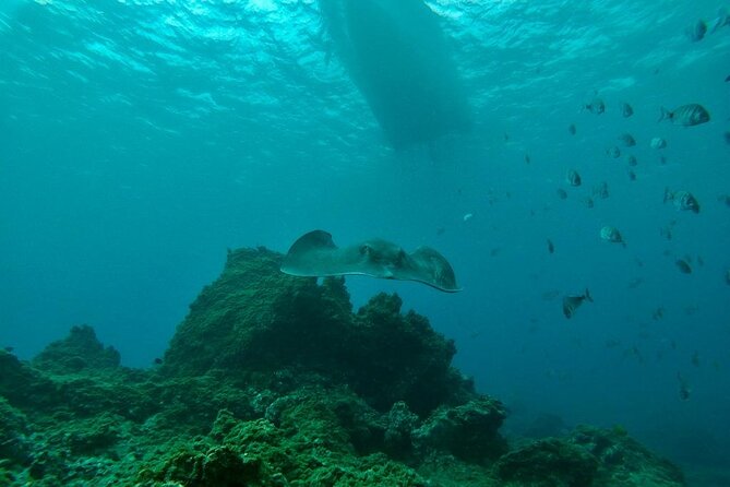 Snorkeling excursion in the Rayas and Turtles Zone - What you might see beneath the surface