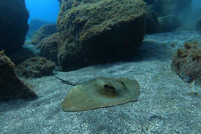 Snorkeling excursion in the Rayas and Turtles Zone - Group size, ages, and comfort level