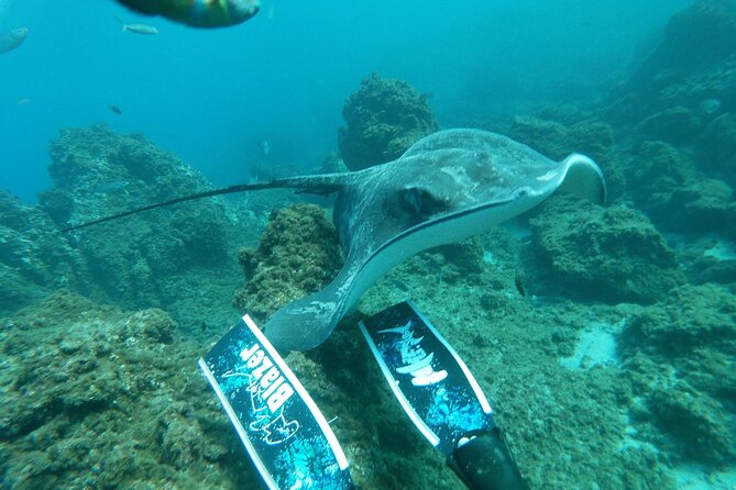 Snorkeling excursion in the Rayas and Turtles Zone - Weather and cancellation details that matter