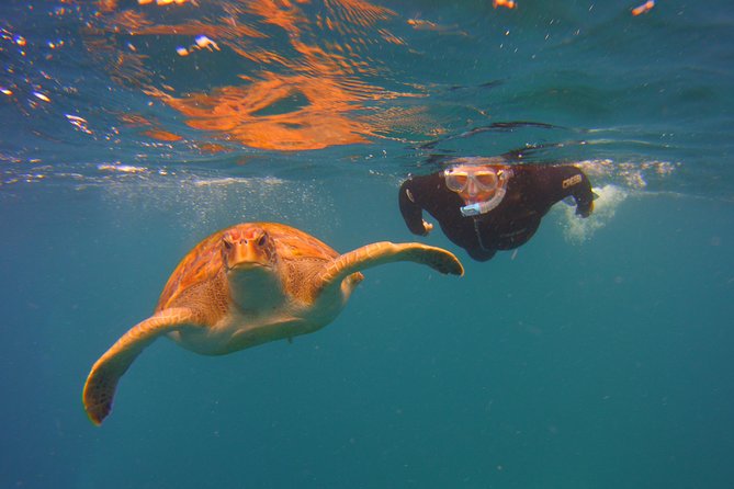 Snorkeling Tour with Sea Turtles and Stingrays - Leaving Las Galletas for Malpais de Rasca