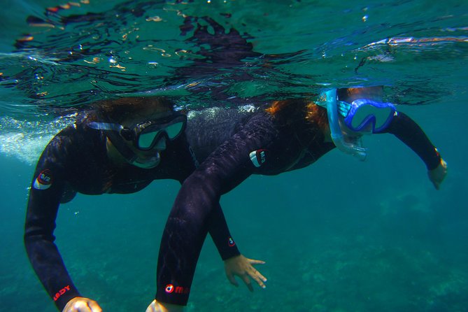 Snorkeling Tour with Sea Turtles and Stingrays - An hour among Tenerife’s marine life