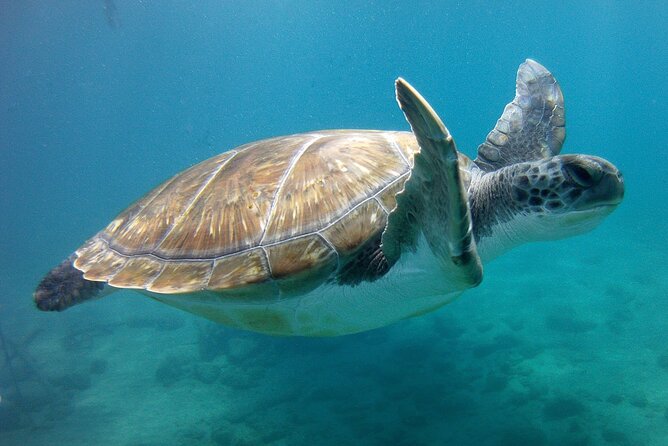 Snorkelling safari in a turtle area - Equipment that keeps packing simple